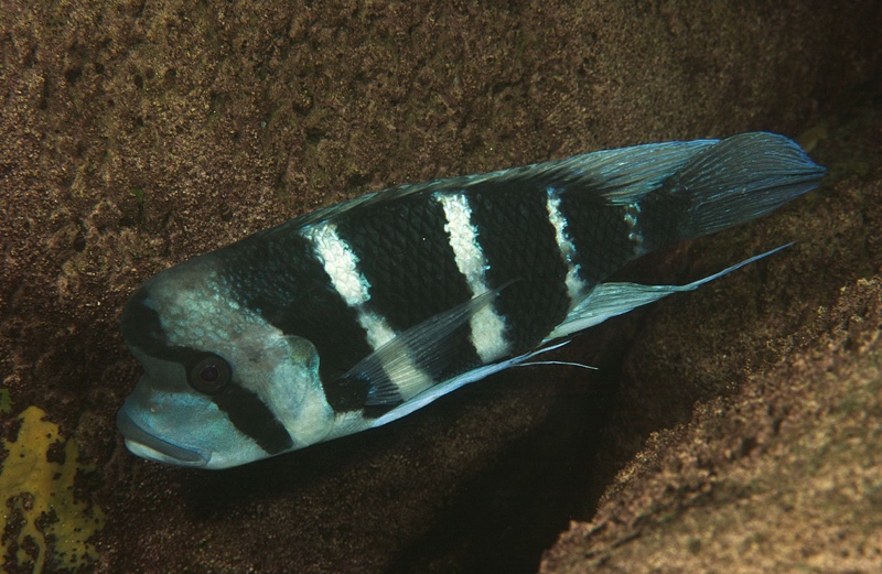 Cyphotilapia frontosa 'Nkwasi Point'